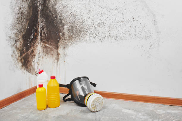 Best Mold Remediation for Specific Building Types in Washington, WV