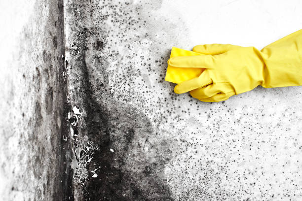 Best Residential Mold Remediation in Washington, WV