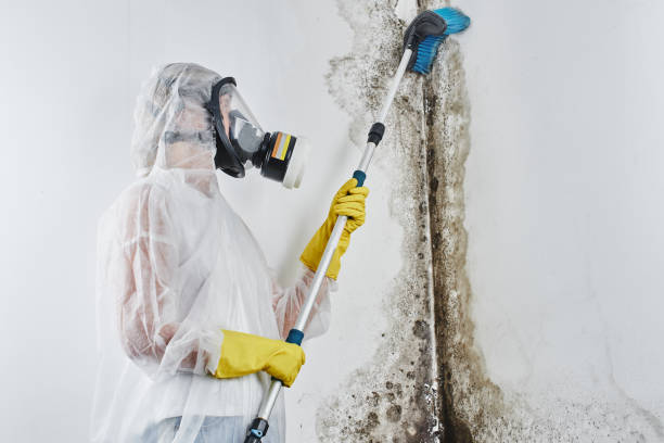 Best Post-Remediation Services in Washington, WV