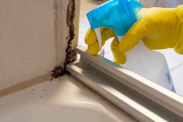 Trusted Washington, WV Mold Remediation Experts