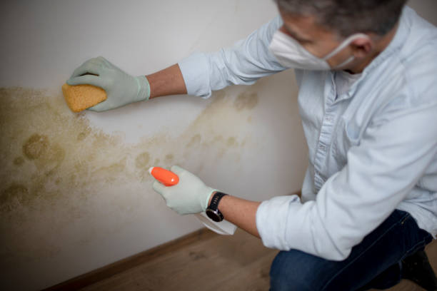 Best Localized Mold Remediation (e.g., coastal areas, humid climates) in Washington, WV
