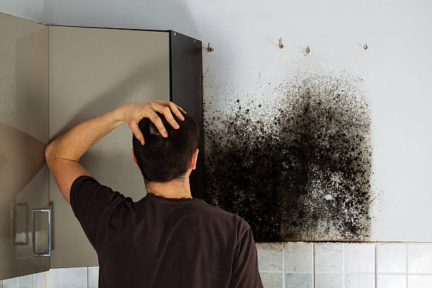 Best Insurance-Related Mold Remediation in Washington, WV