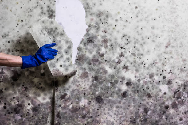 Best Emergency Mold Remediation in Washington, WV